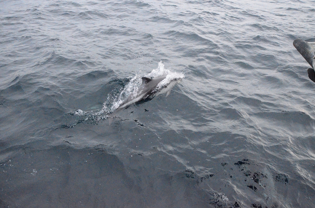 Paeles dolphins were our company during the passage