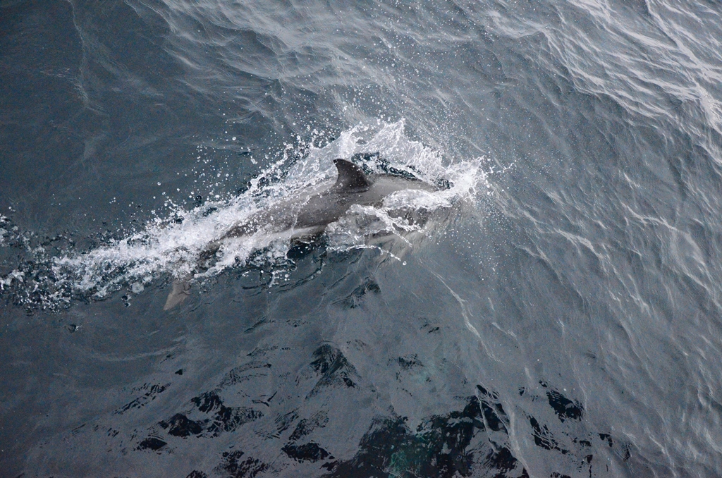 Happy Peales dolphins were our company during the passage