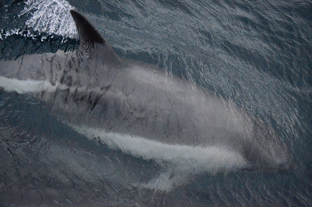 Close shot of a Peale dolphin. the advantage of sailing on a sailboat is that you get very close shots of wildlife!